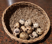 PREPELIČJA JAJCA (tudi valilna)