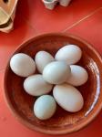 Račja jajca za prehrano, valilna jajca Pekinških  ter Khaki Campbell