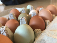 Sveze jajca iz ekološke pridelave