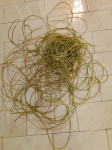 Ozemlitveni kabel