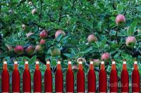 Jabolčni kis iz bobovca