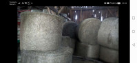 50 okroglih bal sena z dostavo iz Slovenskih goric
