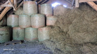 BALE SENO in OTAVA