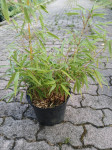 Bambus Fargesia Rufa