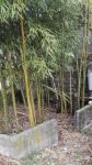 bambus palice za vrt ali gradnjo