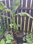 Bananovec