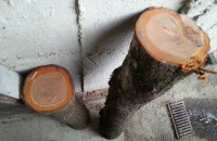 Deblo slive fi 14,5cm