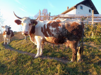 Krava molznica LS simentalka breja 7M, pašna