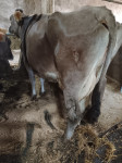 Krava sivo rjava RJ