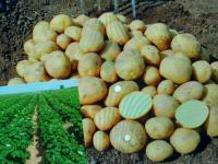 krompir constance domač hribovski ekološki