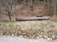 Macesnov hlod brez grč