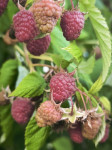 Maline, večkrat rodne, ekološke