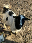 Mini kastrirane koze- samci 1 leto stari