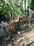 PALMA     CHAMAEROPS HUMILIS