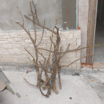 Pomegranate wood granatno jabolko les