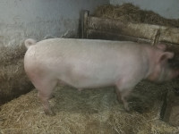 prašič 250 kg