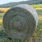 Prodam bale sena