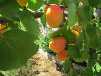 PRODAM BIO MARELICE