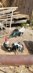 Prodam mlade fenix peteline