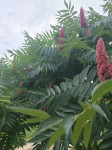 Prodam sadike octovca (Rhus typhina)