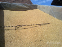 pšenica naprodaj