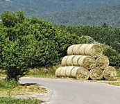 Seno 2025, okrogle bale 130cm, eko certifikat