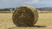 SUHE BALE SENA, OTAVE KUPIM DIREKT IZ TRAVNIKA