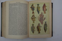 Brockhaus konversations lexikon 1901 do 1904 Nemški