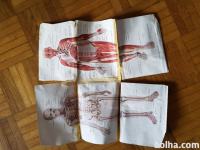 Starinski pregled človeka in notranjih organov, medicina