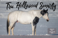 AMERIŠKI PAINT ŽREBEC- PRIPUST!