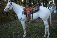 Appaloosa žrebec za pripust 2026