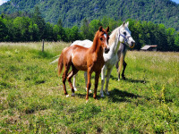 Čistokrvna arabska kobila