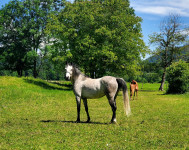 Čistokrvna arabska kobila