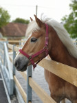 Haflinger kobila