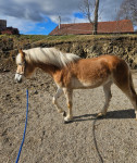 Haflinger žrebica