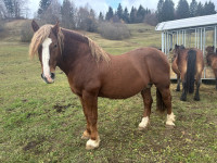 Žrebec - hladnokrvni križanec