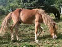 Islandski konj, kobila, kastrat
