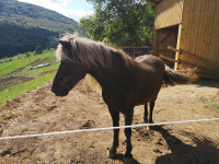 Islandska kobila