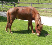 Islandski žrebec