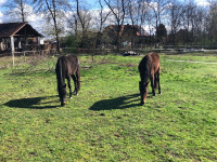 Konj žrebec možna menjave za prašiče