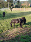 Kasaška kobila