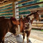 Kobila, paint mix 9let