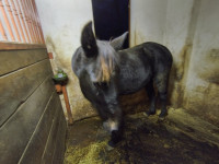 Kobila