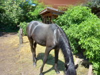 Lipicanka