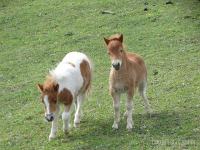 Mini šetland poni - mini shetland pony