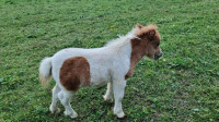 Mini šetlandski poni-ka rodovniški