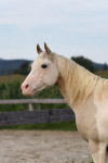 PAINT HORSE ŽREBEC ZA PRIPUST