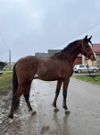 Pastuh arabec