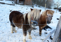 Poni kobilca in žrebec