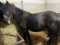 Prodam kobilo in žrebico